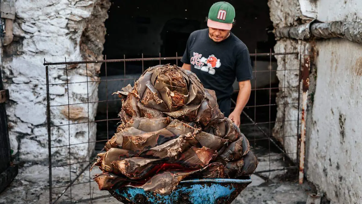 Confiscaron hasta el agave